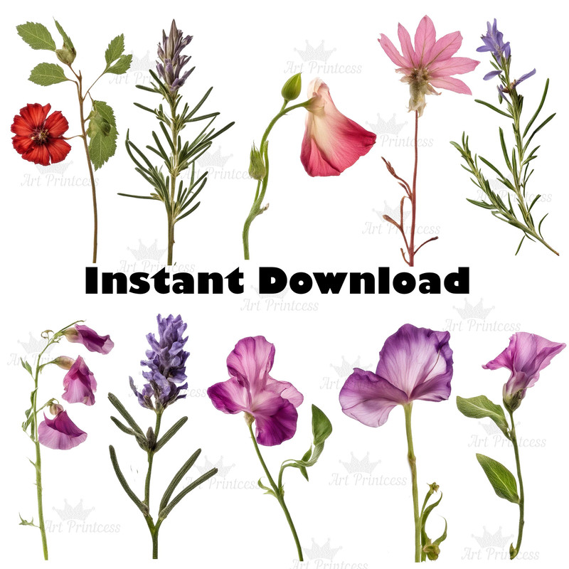 Real Dried Pressed Wildflowers Photo Clipart Bundle PNG Dried Plants Transparent Background Digital 8