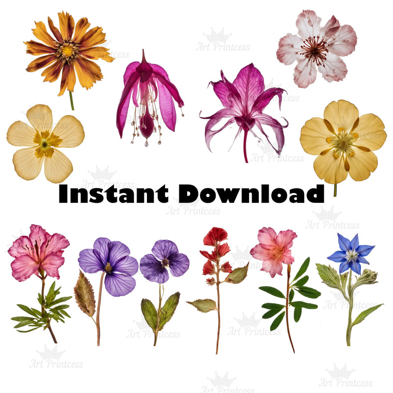 Real Dried Pressed Wildflowers Photo Clipart Bundle PNG Dried Plants Transparent Background Digital 9