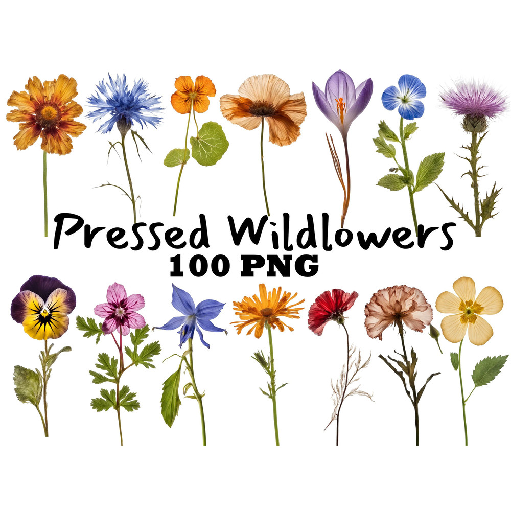 Pressed Wildflowers Clipart Bundle PNG Dried Pressed Flowers Images PNG Transparent Background Pres 0