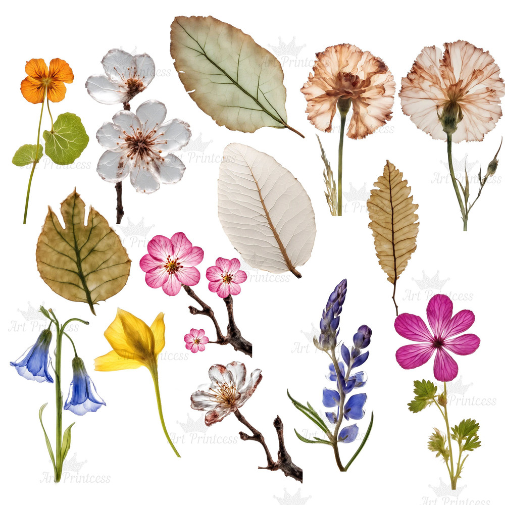 Pressed Wildflowers Clipart Bundle PNG Dried Pressed Flowers Images PNG Transparent Background Pres 1
