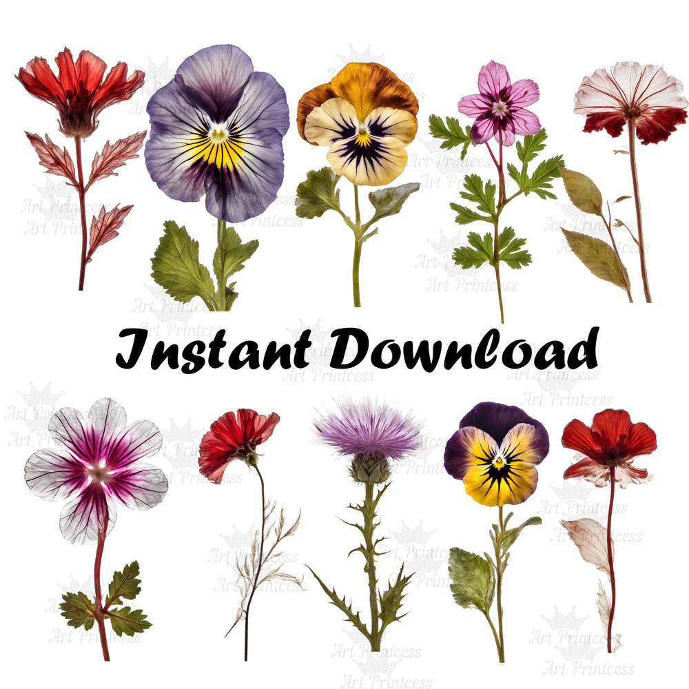 Pressed Wildflowers Clipart Bundle PNG Dried Pressed Flowers Images PNG Transparent Background Pres 2