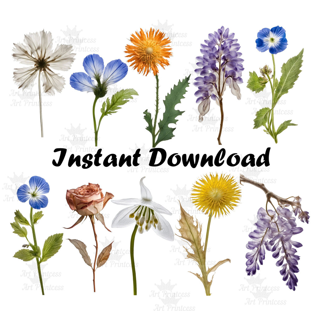 Pressed Wildflowers Clipart Bundle PNG Dried Pressed Flowers Images PNG Transparent Background Pres 3
