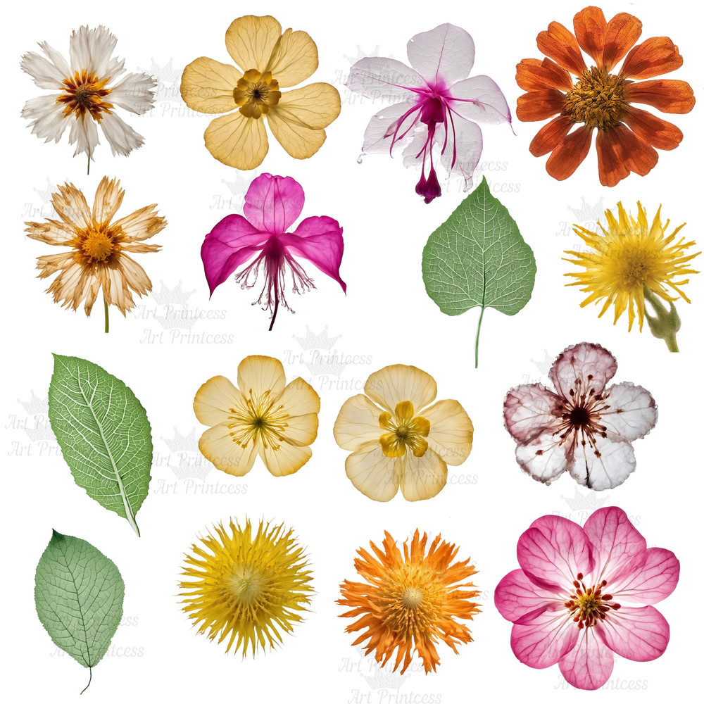 Pressed Wildflowers Clipart Bundle PNG Dried Pressed Flowers Images PNG Transparent Background Pres 4