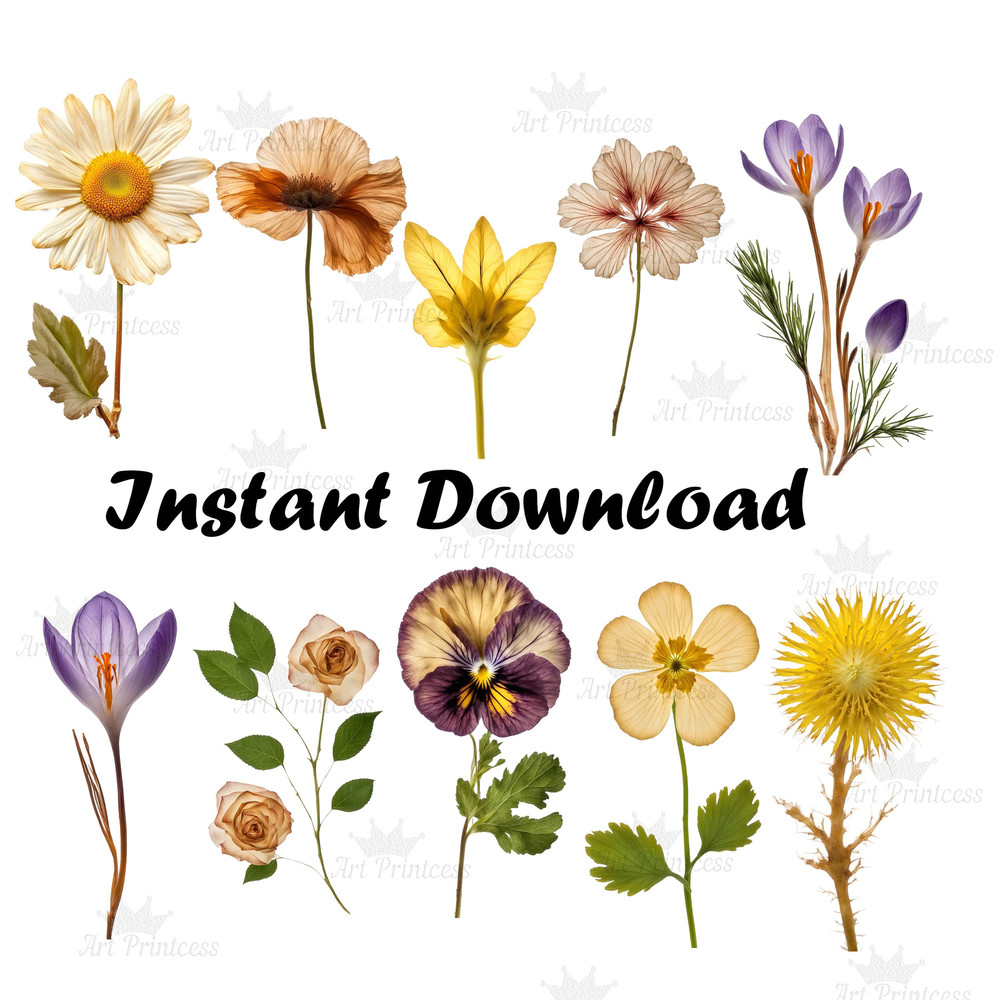 Pressed Wildflowers Clipart Bundle PNG Dried Pressed Flowers Images PNG Transparent Background Pres 5