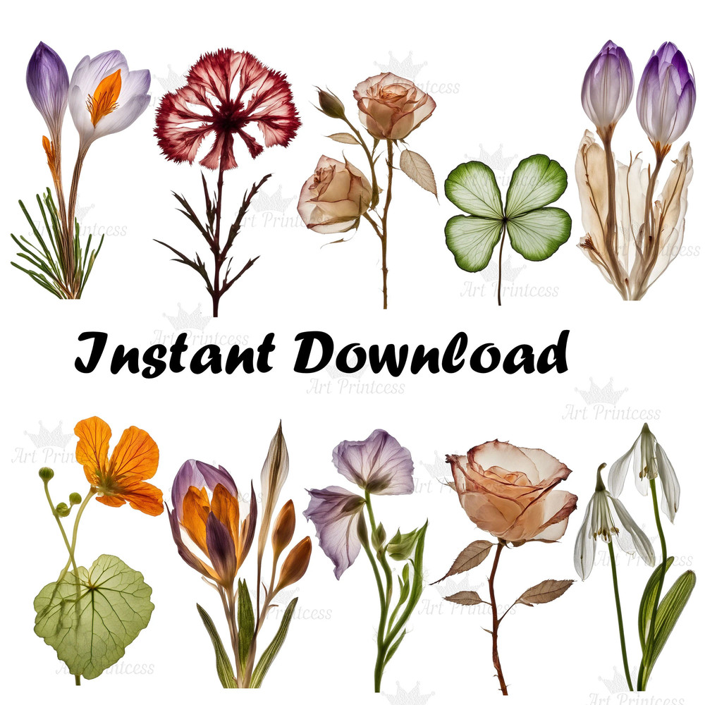 Pressed Wildflowers Clipart Bundle PNG Dried Pressed Flowers Images PNG Transparent Background Pres 6