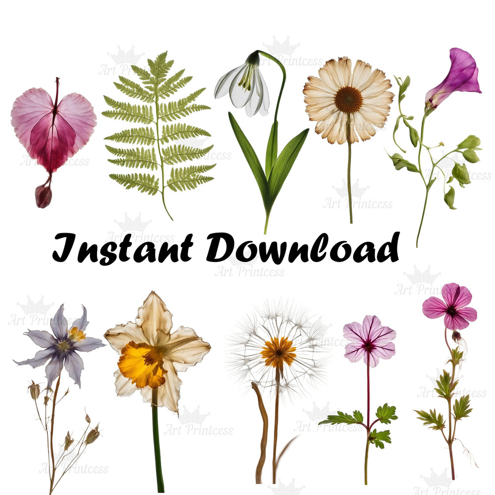 Pressed Wildflowers Clipart Bundle PNG Dried Pressed Flowers Images PNG Transparent Background Pres 7