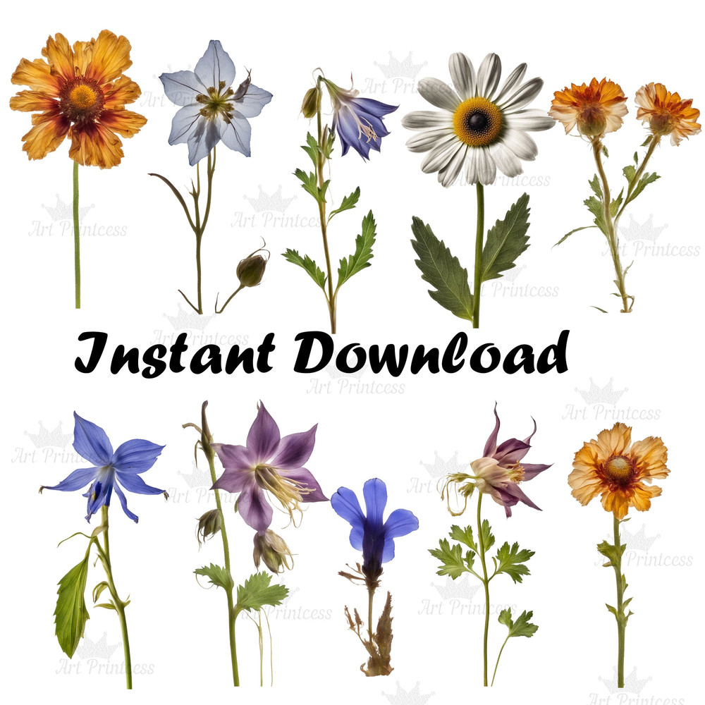 Pressed Wildflowers Clipart Bundle PNG Dried Pressed Flowers Images PNG Transparent Background Pres 8