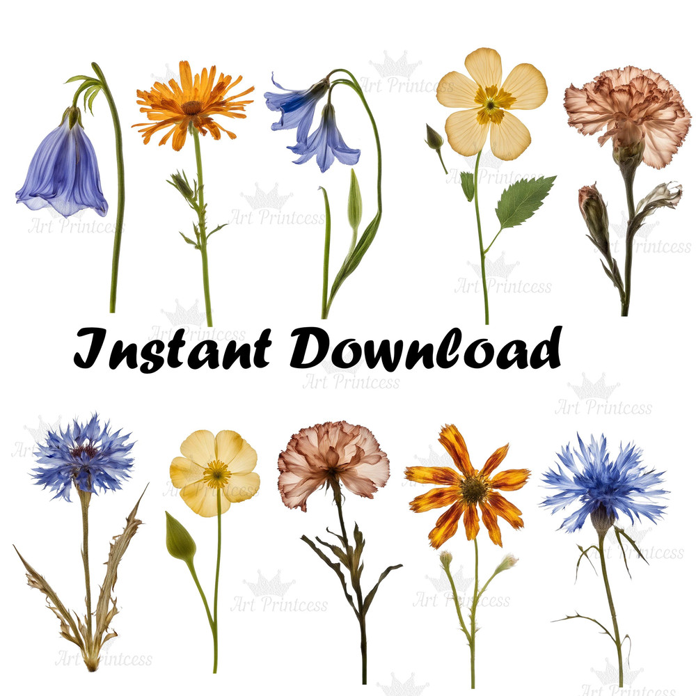 Pressed Wildflowers Clipart Bundle PNG Dried Pressed Flowers Images PNG Transparent Background Pres 9