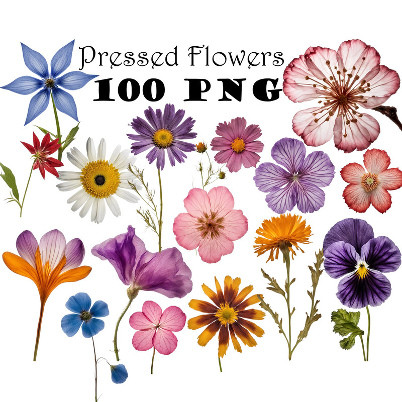 Dried Pressed Wildflowers Photo Clipart Bundle PNG Pressed Flowers Images Transparent Background 0
