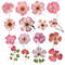 Dried Pressed Wildflowers Photo Clipart Bundle PNG Pressed Flowers Images Transparent Background 1