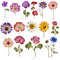 Dried Pressed Wildflowers Photo Clipart Bundle PNG Pressed Flowers Images Transparent Background 2