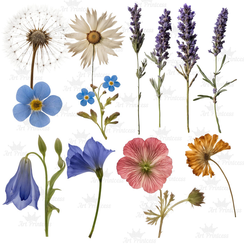 Dried Pressed Wildflowers Photo Clipart Bundle PNG Pressed Flowers Images Transparent Background 3