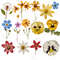 Dried Pressed Wildflowers Photo Clipart Bundle PNG Pressed Flowers Images Transparent Background 4