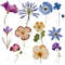 Dried Pressed Wildflowers Photo Clipart Bundle PNG Pressed Flowers Images Transparent Background 7