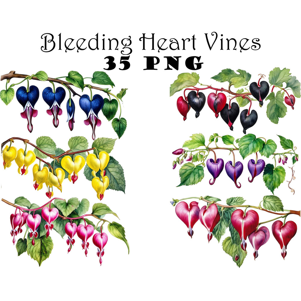 Bleeding Heart Flower Vine Watercolor Clipart PNG Heart Shaped Flowers Illustrations Clipart Transp 0