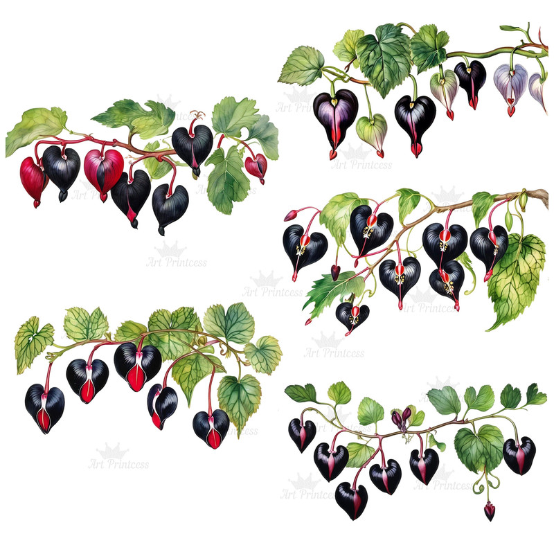Bleeding Heart Flower Vine Watercolor Clipart PNG Heart Shaped Flowers Illustrations Clipart Transp 1