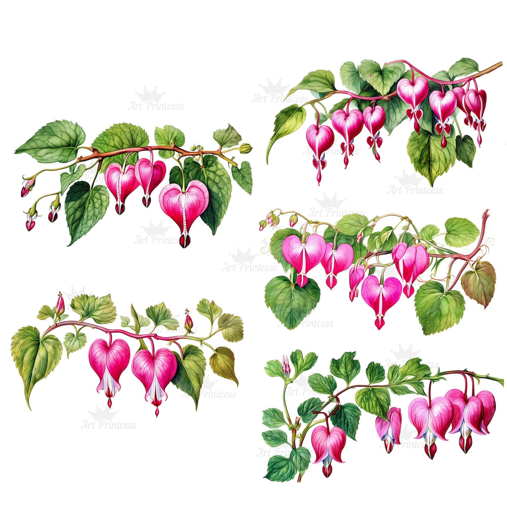 Bleeding Heart Flower Vine Watercolor Clipart PNG Heart Shaped Flowers Illustrations Clipart Transp 3