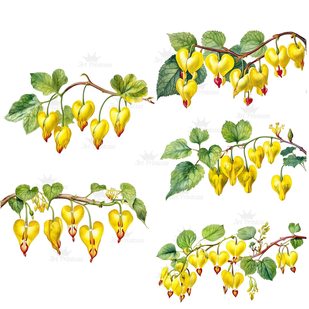 Bleeding Heart Flower Vine Watercolor Clipart PNG Heart Shaped Flowers Illustrations Clipart Transp 7