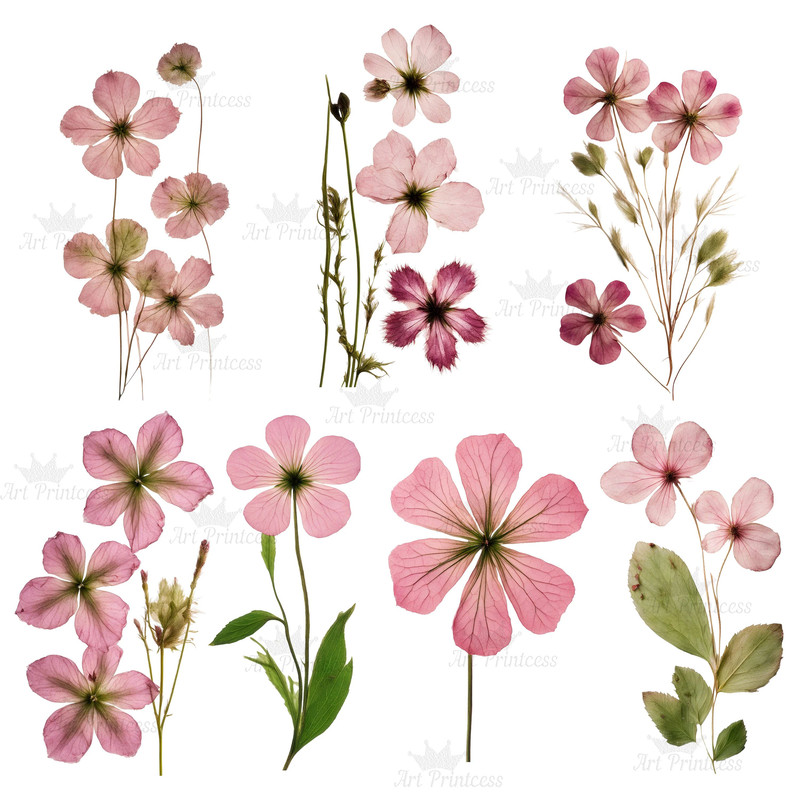 Digital Pink Pressed Flowers Clipart 55 PNG Dried Pink Flowers Transparent Background Pressed Pink 2