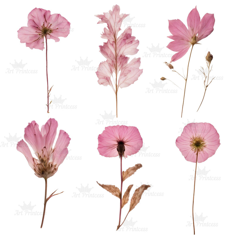 Digital Pink Pressed Flowers Clipart 55 PNG Dried Pink Flowers Transparent Background Pressed Pink 3