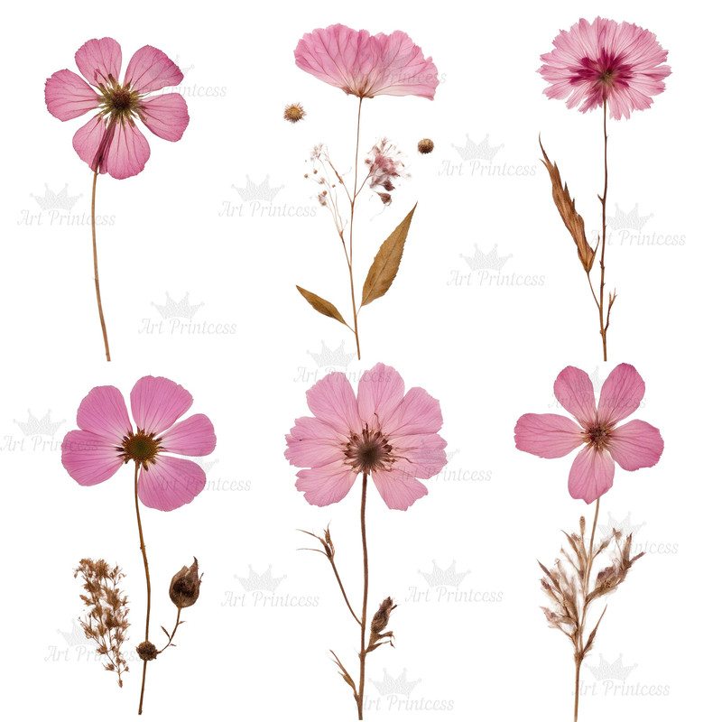 Digital Pink Pressed Flowers Clipart 55 PNG Dried Pink Flowers Transparent Background Pressed Pink 4