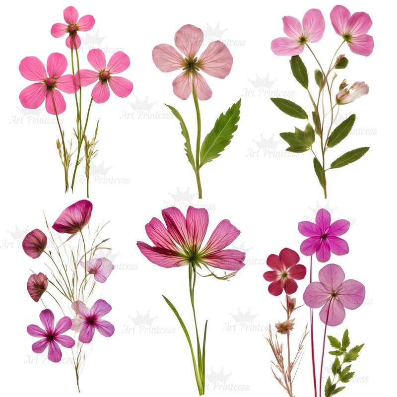 Digital Pink Pressed Flowers Clipart 55 PNG Dried Pink Flowers Transparent Background Pressed Pink 5