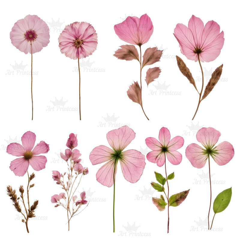 Digital Pink Pressed Flowers Clipart 55 PNG Dried Pink Flowers Transparent Background Pressed Pink 6