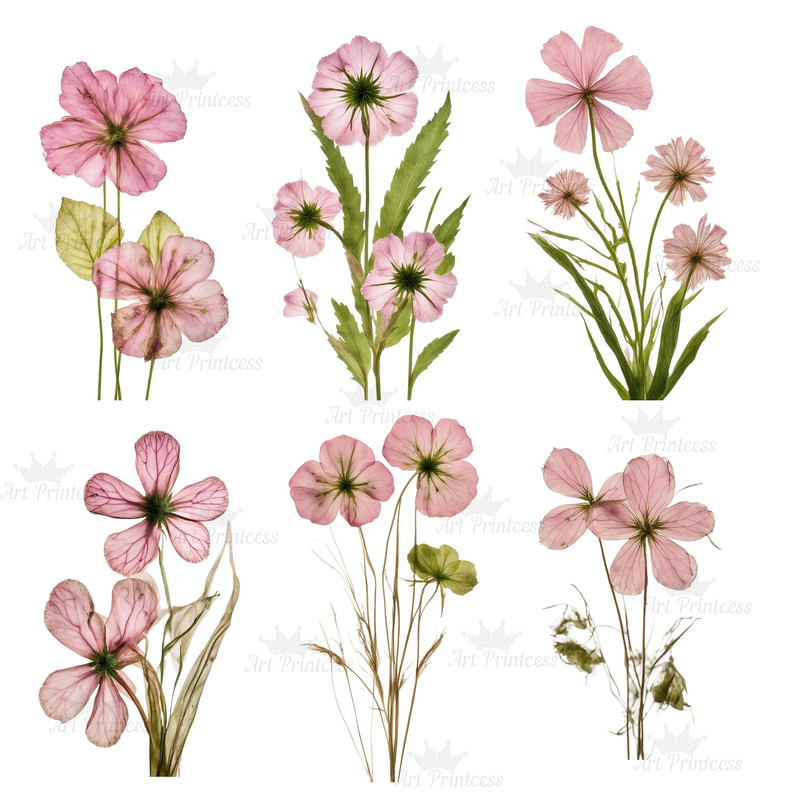 Digital Pink Pressed Flowers Clipart 55 PNG Dried Pink Flowers Transparent Background Pressed Pink 8