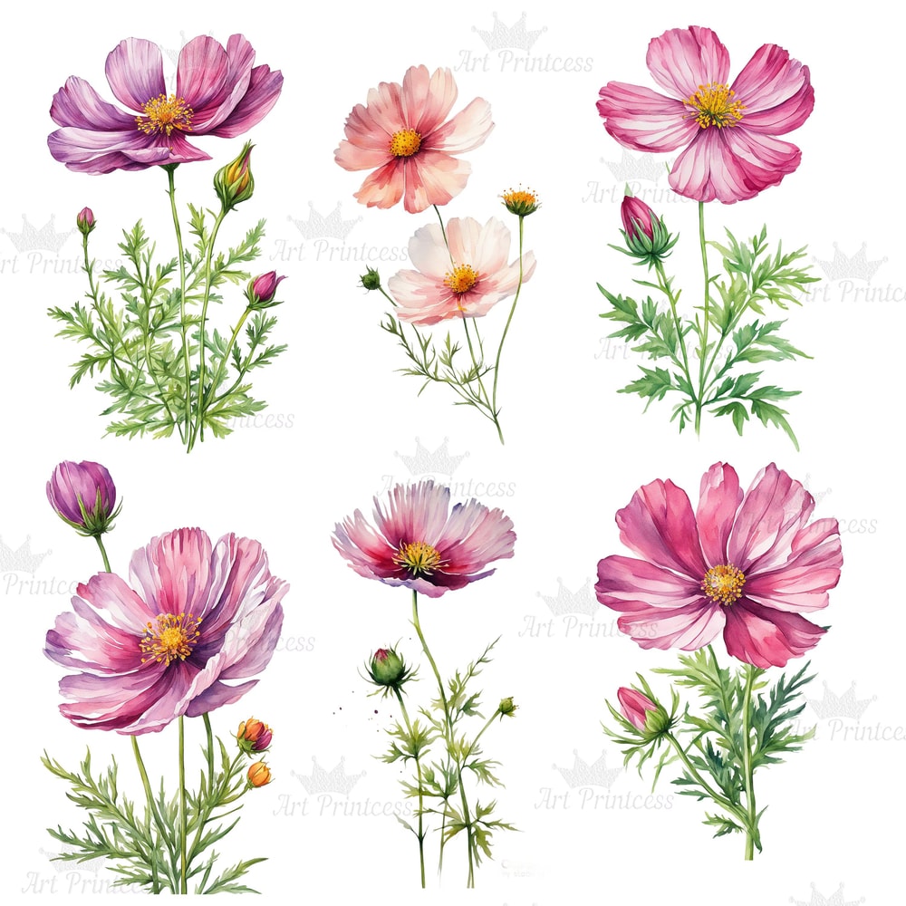 Cosmos Flower Watercolor Clipart PNG Digital Download Bundle Pink Purple Wildflowers Clipart Illust 2