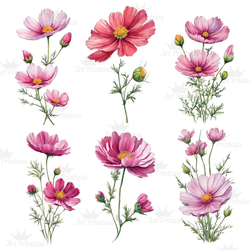 Cosmos Flower Watercolor Clipart PNG Digital Download Bundle Pink Purple Wildflowers Clipart Illust 8