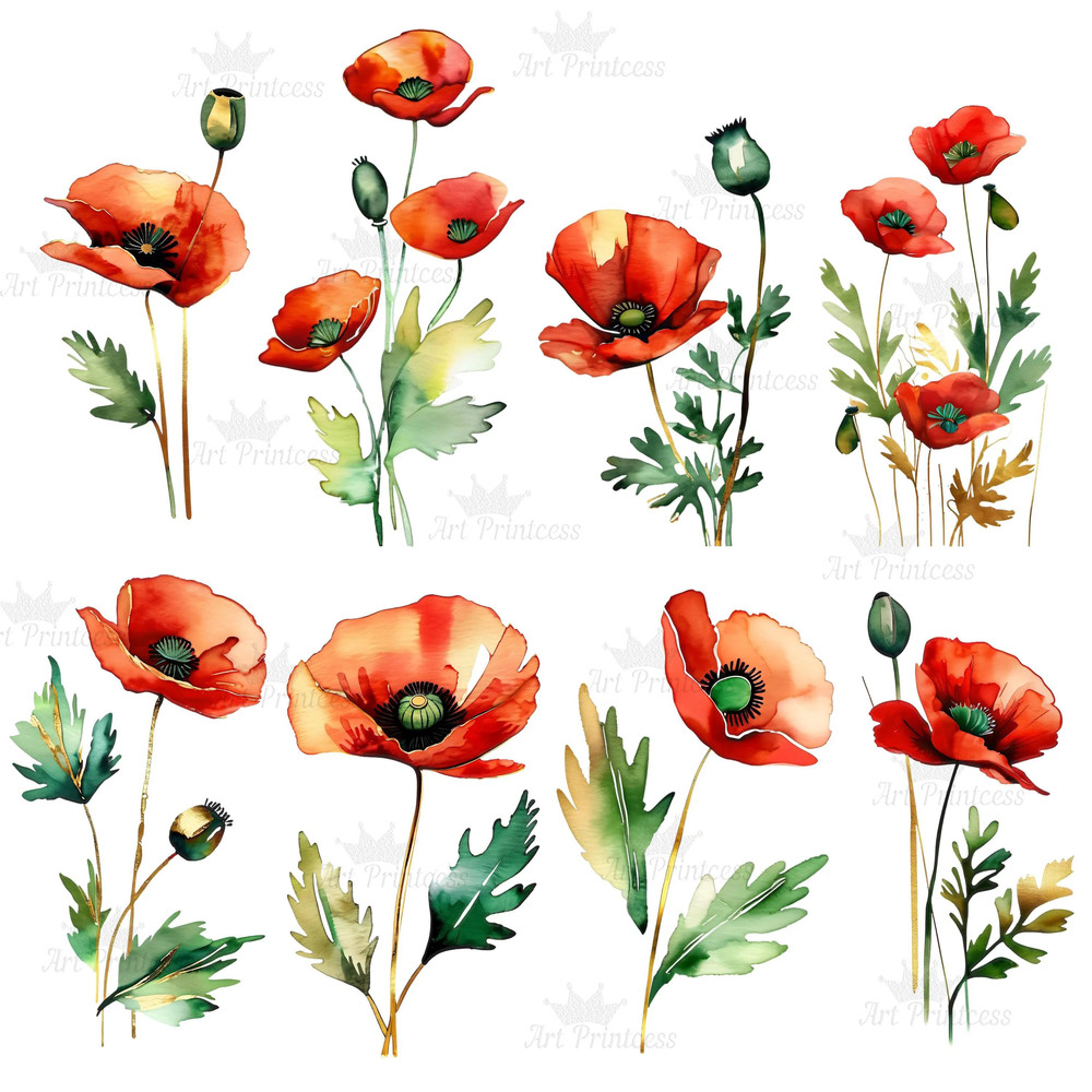 Red Poppy Flowers Abstract Watercolor Digital Download Clipart Bundle Poppy Flowers Illustration Tr 4
