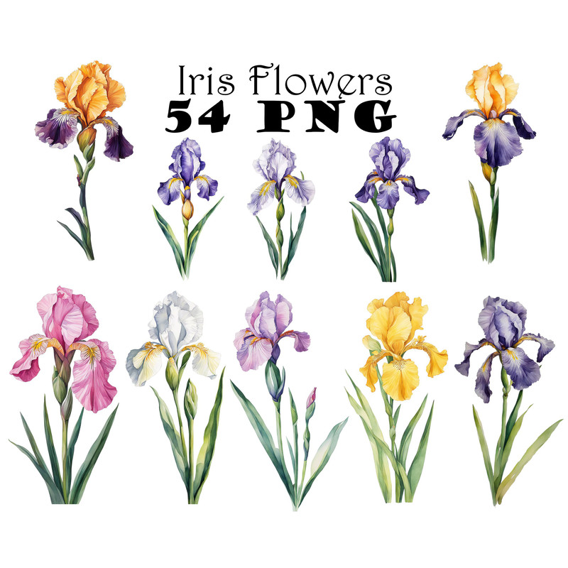 Watercolor Iris Flower Clipart PNG White Purple Pink Golden Iris Flower Digital Download Graphics B