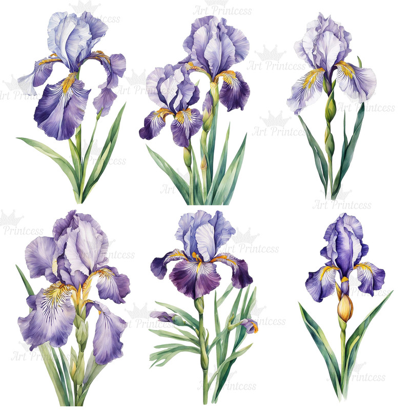 Watercolor Iris Flower Clipart PNG White Purple Pink Golden Iris Flower Digital Download Graphics B