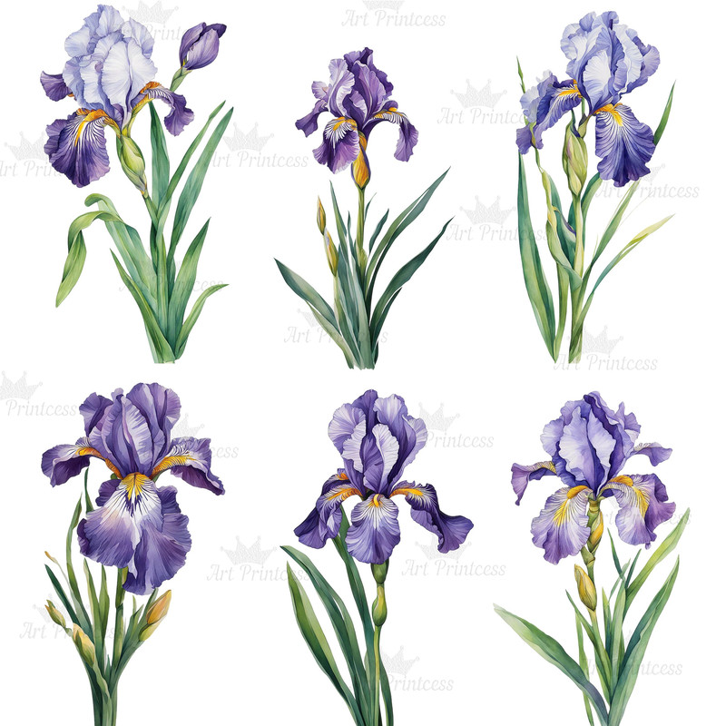 Watercolor Iris Flower Clipart PNG White Purple Pink Golden Iris Flower Digital Download Graphics B
