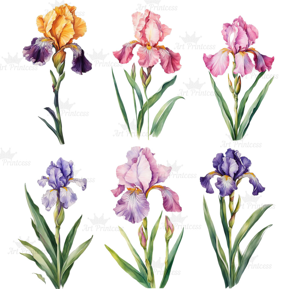 Watercolor Iris Flower Clipart PNG White Purple Pink Golden Iris Flower Digital Download Graphics B