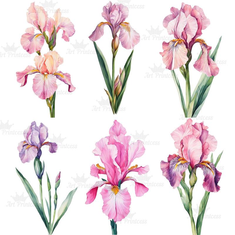 Watercolor Iris Flower Clipart PNG White Purple Pink Golden Iris Flower Digital Download Graphics B