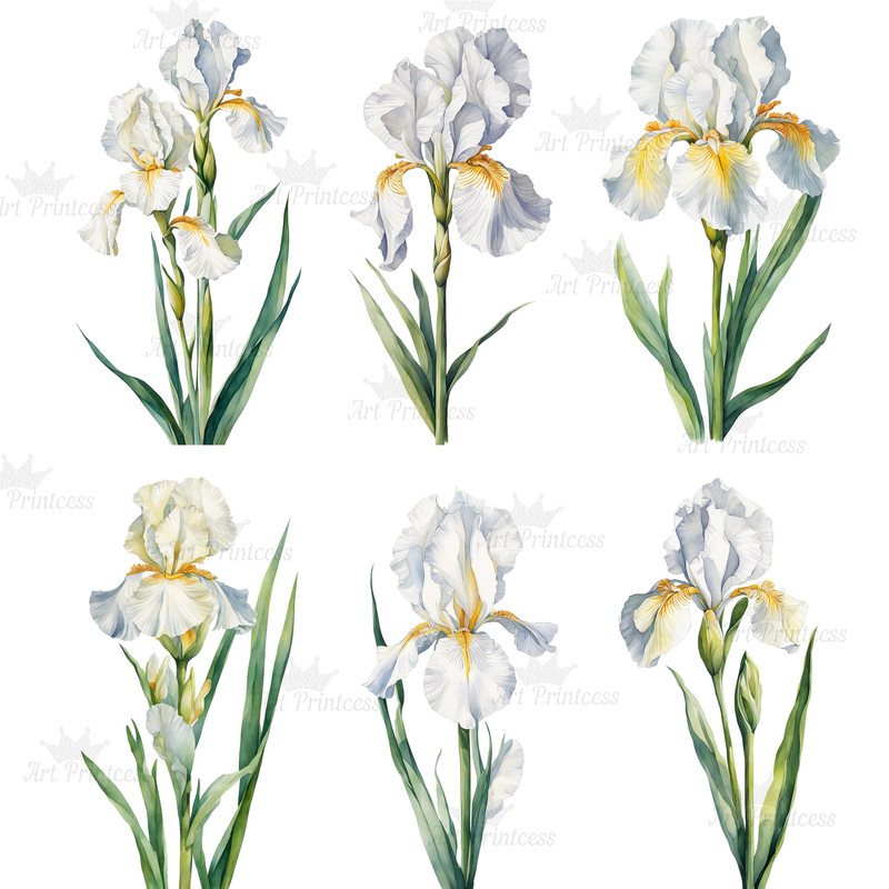 Watercolor Iris Flower Clipart PNG White Purple Pink Golden Iris Flower Digital Download Graphics B