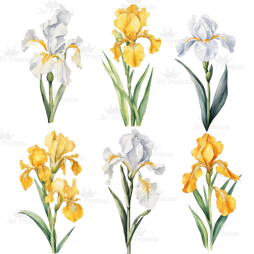 Watercolor Iris Flower Clipart PNG White Purple Pink Golden Iris Flower Digital Download Graphics B
