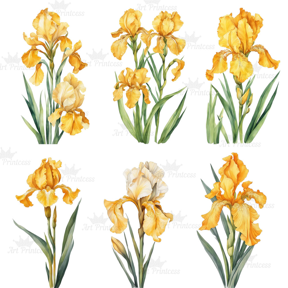 Watercolor Iris Flower Clipart PNG White Purple Pink Golden Iris Flower Digital Download Graphics B
