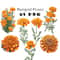 Marigold Flower Vintage Watercolor Clipart PNG Marigold Flower Digital Download Bundle Calendula Fl 0