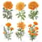 Marigold Flower Vintage Watercolor Clipart PNG Marigold Flower Digital Download Bundle Calendula Fl 3