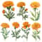 Marigold Flower Vintage Watercolor Clipart PNG Marigold Flower Digital Download Bundle Calendula Fl 4