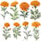 Marigold Flower Vintage Watercolor Clipart PNG Marigold Flower Digital Download Bundle Calendula Fl 5