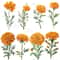 Marigold Flower Vintage Watercolor Clipart PNG Marigold Flower Digital Download Bundle Calendula Fl 6