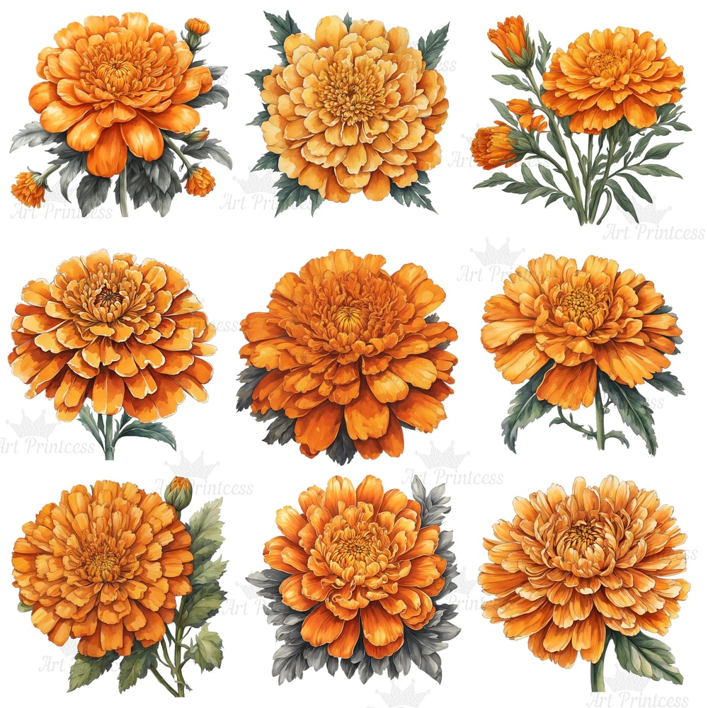 Marigold Flower Vintage Watercolor Clipart PNG Marigold Flower Digital Download Bundle Calendula Fl 8