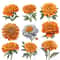 Marigold Flower Vintage Watercolor Clipart PNG Marigold Flower Digital Download Bundle Calendula Fl 9