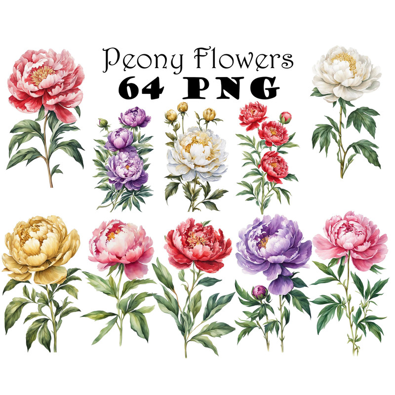 Peony Flower Watercolor Clipart Bundle PNG 12th Anniversary Flowers Graphics DIY Cards Garden Flowe