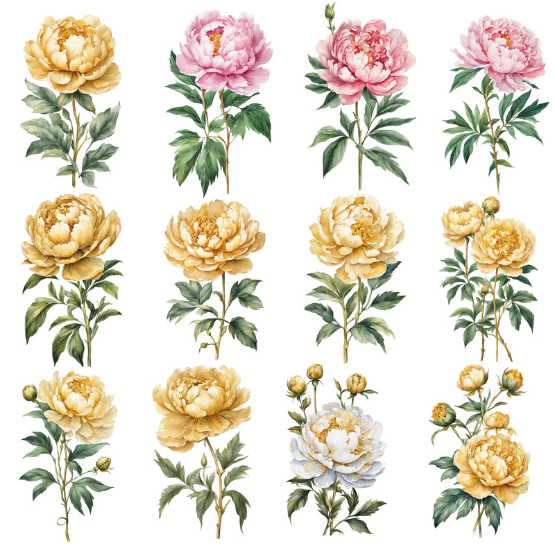 Peony Flower Watercolor Clipart Bundle PNG 12th Anniversary Flowers Graphics DIY Cards Garden Flowe