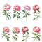 Peony Flower Watercolor Clipart Bundle PNG 12th Anniversary Flowers Graphics DIY Cards Garden Flowe