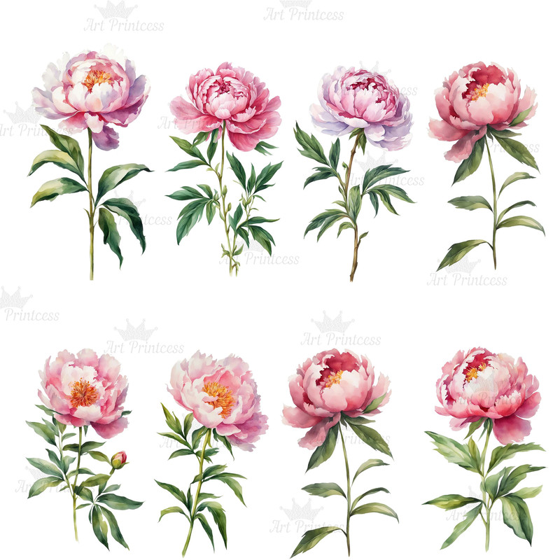 Peony Flower Watercolor Clipart Bundle PNG 12th Anniversary Flowers Graphics DIY Cards Garden Flowe